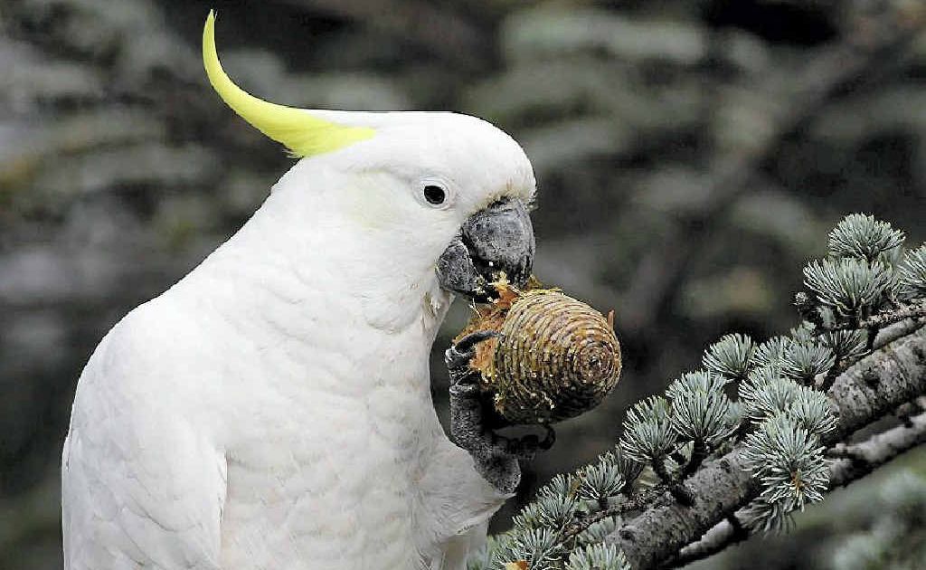 A Sulphur-crested cockatoo eating a pine cone. A Sulphur-crested cockatoo eating a pine cone.